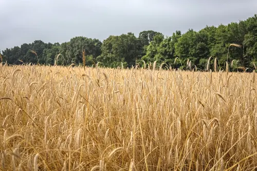 Snyger Farms PA